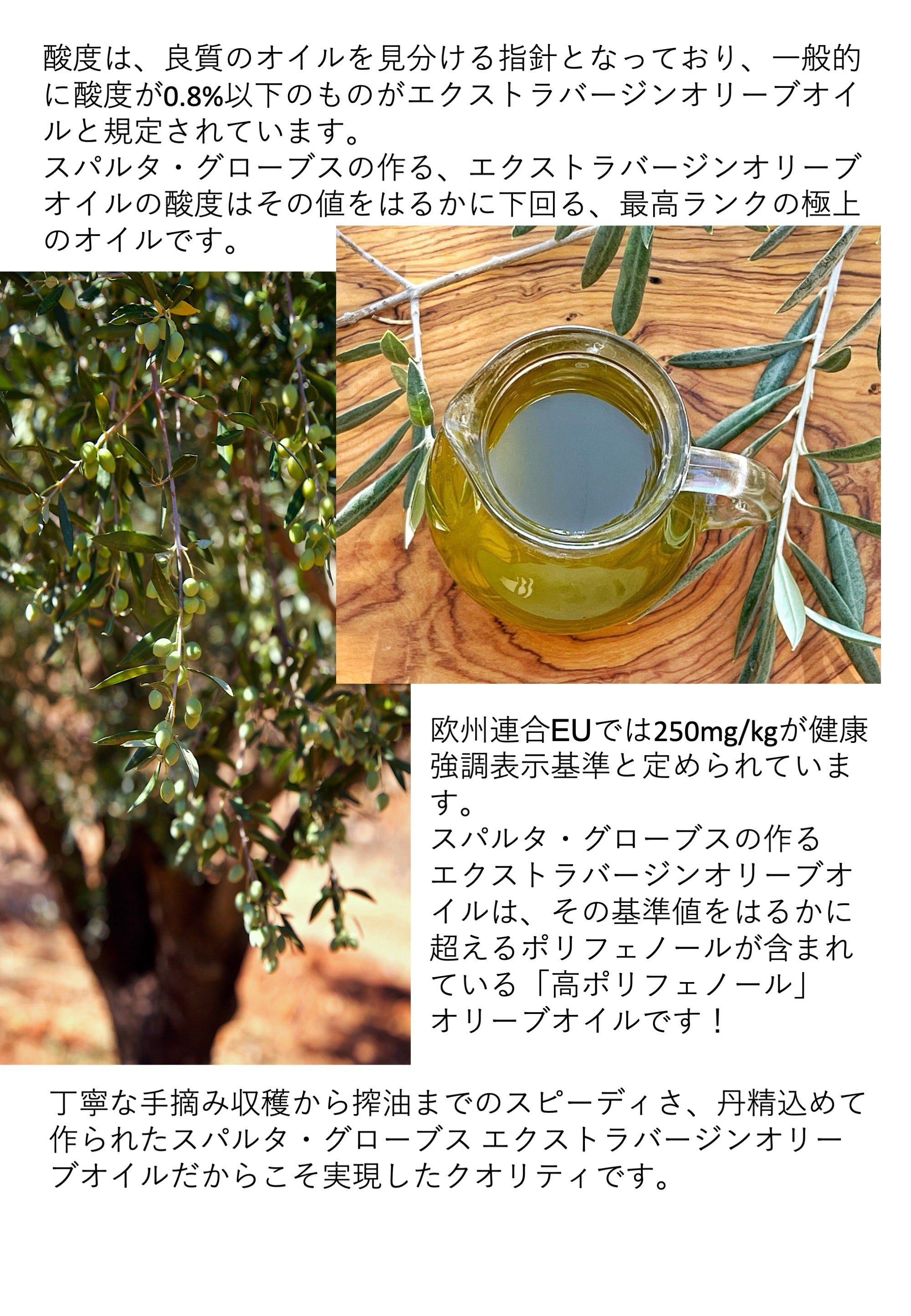 ＊現在入荷待ち＊有機JAS認証【JOOTA AWARDS 2024銀賞＆シェフ賞のダブル受賞！】 オーガニックエキストラバージンオリーブオイル 500ml スパルタグローブス SPARTA GROVES ギリシャ・ラコニア産【コールドプレス(低温圧搾)製法・24時間以内搾油】